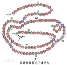 核酸酶