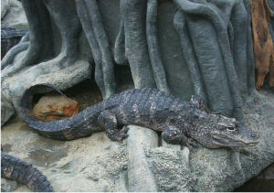 Chinese alligator