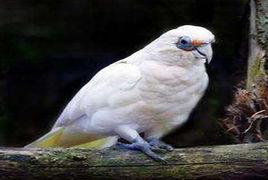 裸眼可瑞拉鳳頭鸚鵡