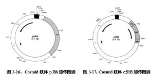 粘粒