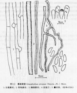 薄褐褶菌