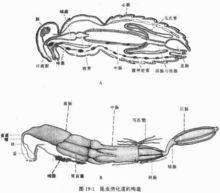 昆蟲的消化系統