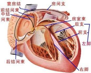 左心房心律