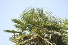 棕櫚木