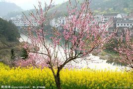 桃花村[雲南省昆明市安寧市連然街道桃花村委會]