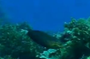 黑尾海豬魚