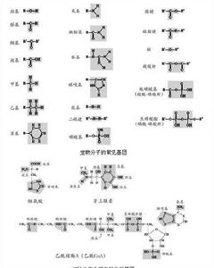 生物細胞分子