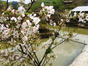 韶關傑榮櫻花峪