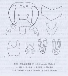 彎毛痣擬孔蜂