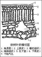 柵欄組織