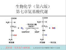 一氧化氮合成機制