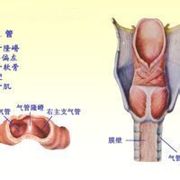 左前斜位