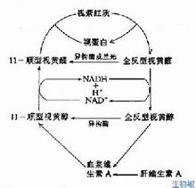 視紫紅質分解