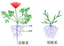 主根系和鬚根系