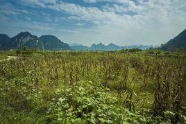 西峰林田園生態區