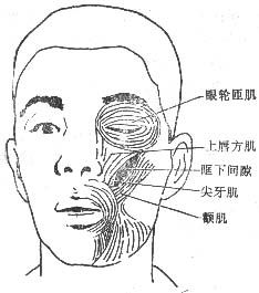 眶下間隙感染