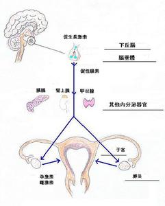 功能性下丘腦性閉經