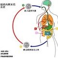 溶組織阿米巴