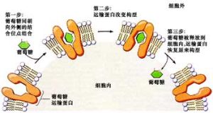 促進擴散