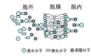 皮米透胞轉運示意圖