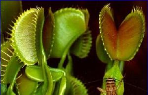 Venus flytrap