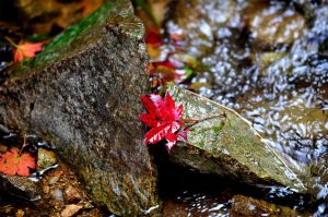 九如山紅楓節