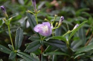 小花苣苔屬