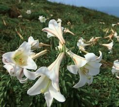 野百合花