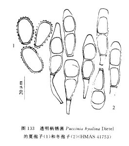 透明柄鏽菌