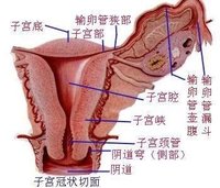 子宮縱膈