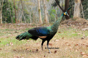 Green peafowl