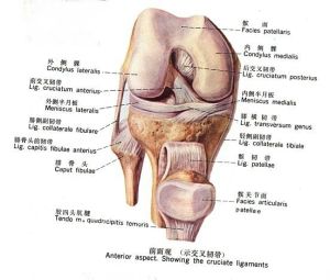 膝關節盤狀半月板