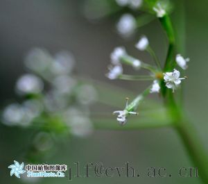 香根芹屬