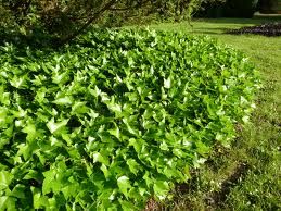 Hedera helix 'Green Ripple'