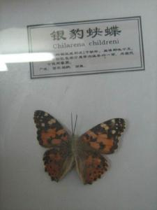銀豹蛺蝶