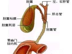 Alagille綜合徵