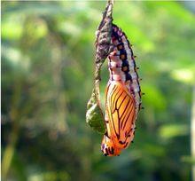 苧麻珍蝶的懸蛹