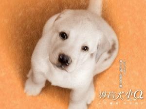 《導盲犬小Q》