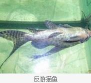 反游貓魚