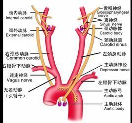 頭臂乾