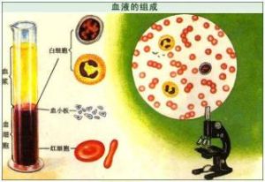 血漿蛋白結合率