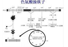 trp操縱子