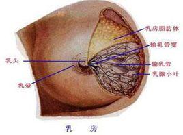 老年婦女乳房增大