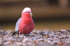 粉紅鳳頭鸚鵡塔斯馬尼亞亞種