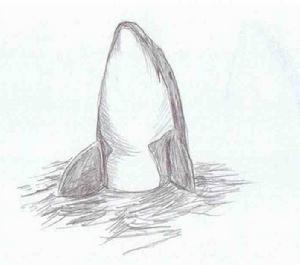 （圖）斑原海豚