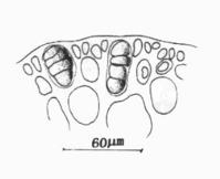 江蘺狀厚線藻的四分孢子囊切面觀