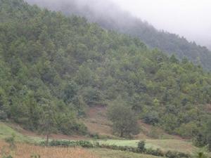 梅子樹自然村[雲南大理賓川縣平川鎮東升村委梅子樹自然村]