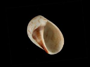 花帶玉螺 花帶玉螺