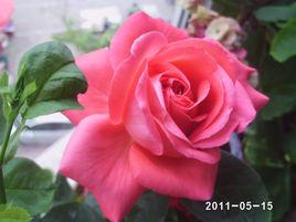 讚歌[薔薇科薔薇屬月季栽培品種]