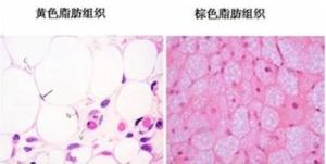 脂肪組織